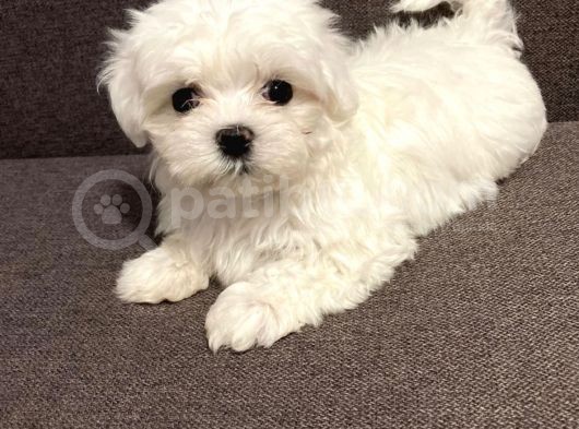 Mini Sevimli Güzel Maltese Yavrular  görsel