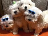 Güzel Maltese Mini Yavrularımız 