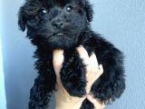 Apricot Siyah Maltipoo Bebekler
