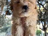 Mükemmel Maltipoo Bebeklerimiz