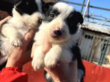 Dişi Border Collie Bebekler