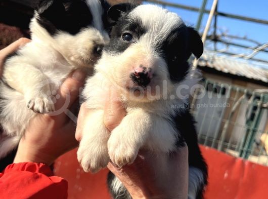 Dişi Border Collie Bebekler görsel