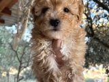 Mükemmel Maltipoo Bebeklerimiz