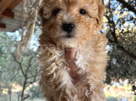 Mükemmel Maltipoo Bebeklerimiz
