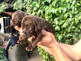 Çikolata Labrador Bebeklerimiz