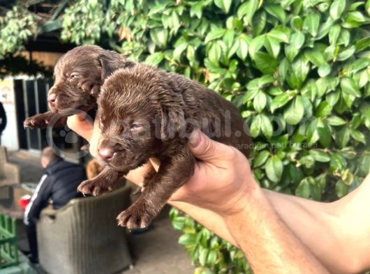 Çikolata Labrador Bebeklerimiz görsel