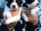 Border Collie Bebeklerimiz