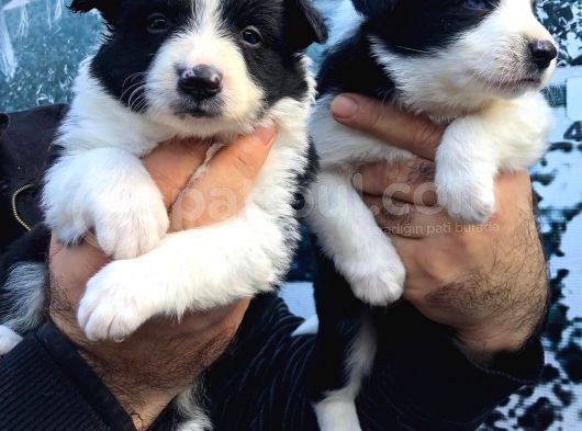 Border Collie Bebeklerimiz