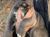 Blue Ve Siyah Cane Corso Bebeklerimiz