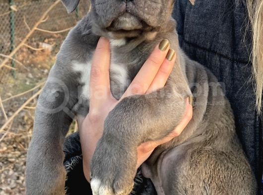 Blue Ve Siyah Cane Corso Bebeklerimiz görsel
