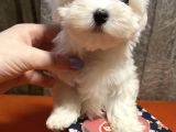 Güzel Maltese Mini Yavrularımız 