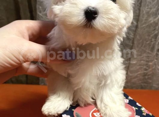 Güzel Maltese Mini Yavrularımız  görsel