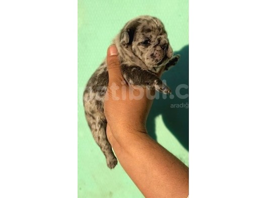 Merle French Bulldog Bebeklerimiz görsel