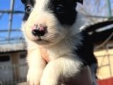 Dişi Border Collie Bebekler