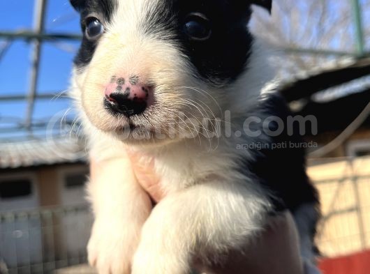Dişi Border Collie Bebekler görsel