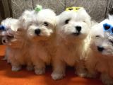 Güzel Maltese Mini Yavrularımız 