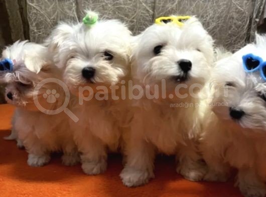 Güzel Maltese Mini Yavrularımız 