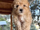 Mükemmel Maltipoo Bebeklerimiz