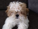 Shih Tzu Yavrular