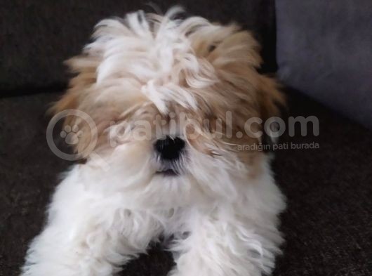 Shih Tzu Yavrular