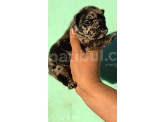 Merle French Bulldog Bebeklerimiz