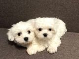 Mini Sevimli Güzel Maltese Yavrular 