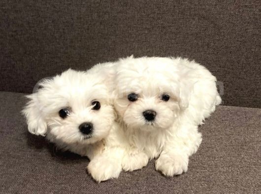 Mini Sevimli Güzel Maltese Yavrular  görsel