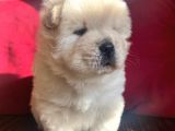 İyi̇ Kali̇te Safkan Chow Chow Bebekler