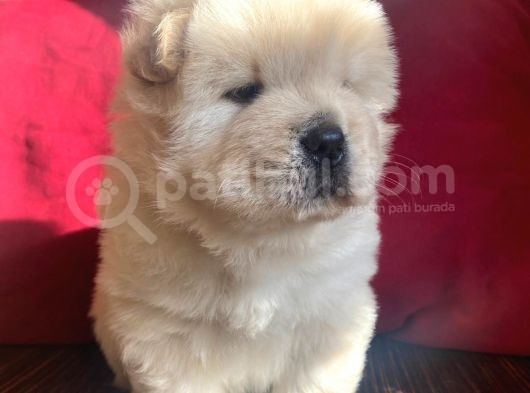 İyi̇ Kali̇te Safkan Chow Chow Bebekler görsel