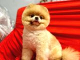 Yetişkin Erkek 12 Aylık Pomeranian Boo
