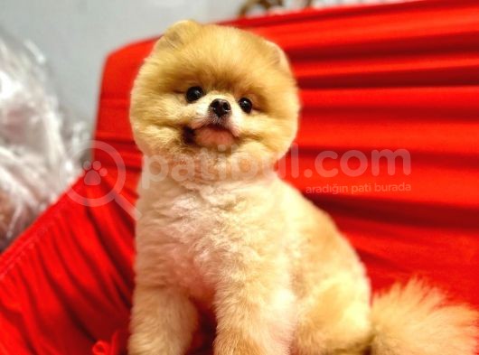 Yetişkin Erkek 12 Aylık Pomeranian Boo görsel