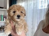 Apricot Maltipoo Yavrularımız