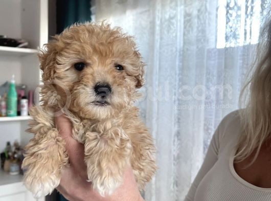 Apricot Maltipoo Yavrularımız görsel