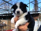 Border Collie Bebeklerimiz