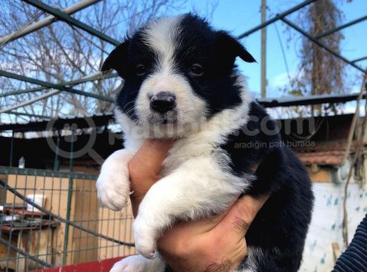 Border Collie Bebeklerimiz görsel