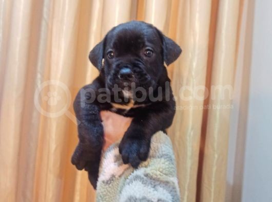 Blue Ve Siyah Cane Corso Bebeklerimiz