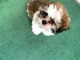 4 Aylık Shihtzu Erkek Yavru