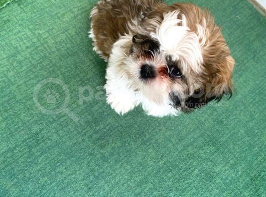 4 Aylık Shihtzu Erkek Yavru görsel