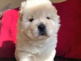 İyi̇ Kali̇te Safkan Chow Chow Bebekler