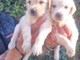 Golden Bebeklerimiz