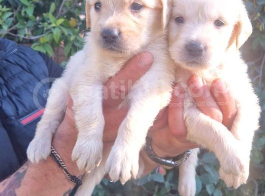 Golden Bebeklerimiz