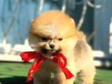 Boss Orji̇nal Pomerani̇an Boo Yavrumuz