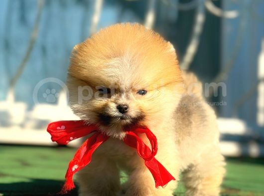 Boss Orji̇nal Pomerani̇an Boo Yavrumuz