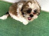 4 Aylık Shihtzu Erkek Yavru