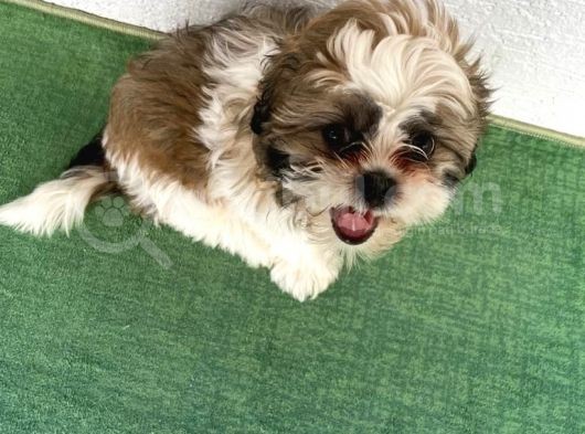 4 Aylık Shihtzu Erkek Yavru