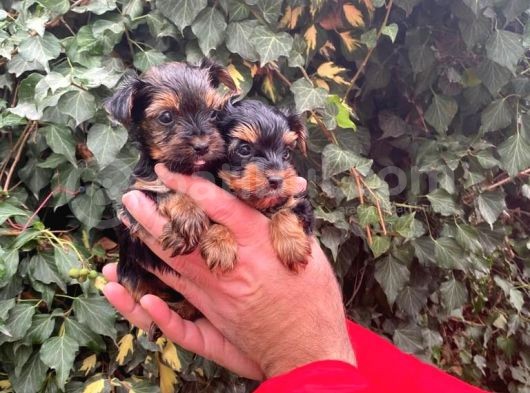 Yorkshire Bebeklerimiz görsel