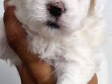 Maltese Terrier Bebekler