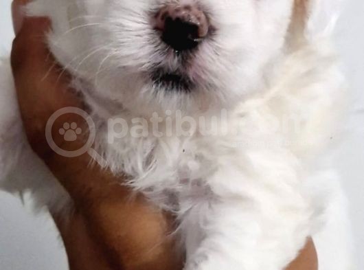 Maltese Terrier Bebekler görsel