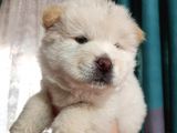 İyi̇ Kali̇te Safkan Chow Chow Bebekler