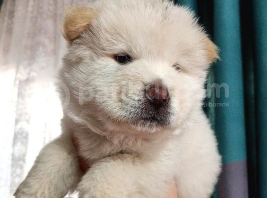 İyi̇ Kali̇te Safkan Chow Chow Bebekler görsel